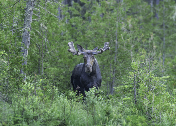 Gaze of a Bull Moose Digital Download