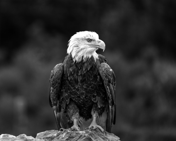 Bald Eagle Digital Download