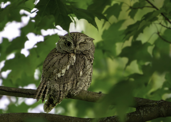 Winking Owl Digital Download