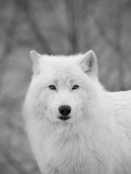 Arctic Wolf Digital Download