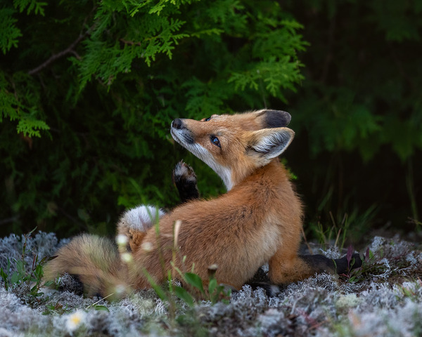 Fox in nature s embrace Digital Download
