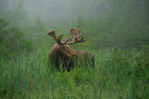 Bull Moose on a Foggy Morning Digital Download