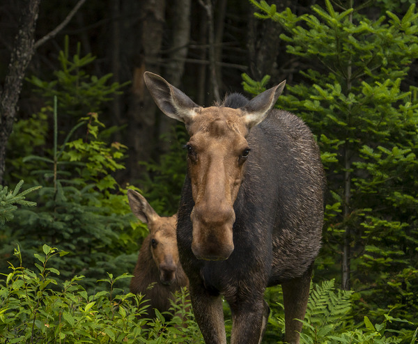 Love of a Mom Digital Download