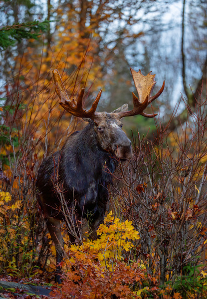 Bull Moose in Fall Colors Digital Download