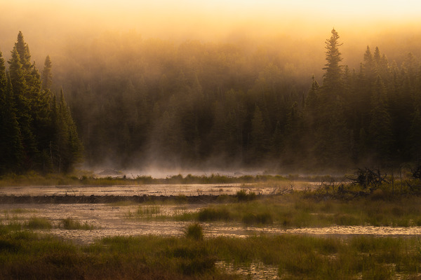 Summer morning in Algonquin Park Digital Download