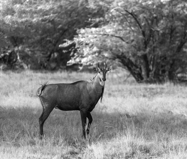 Nilgai Digital Download