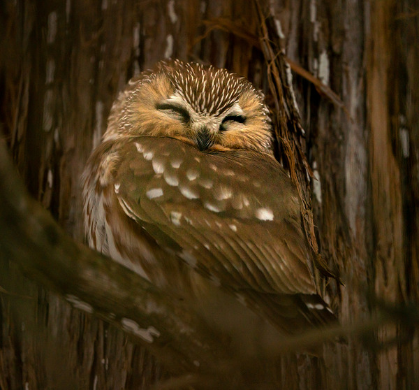 Saw Whet Owl Digital Download