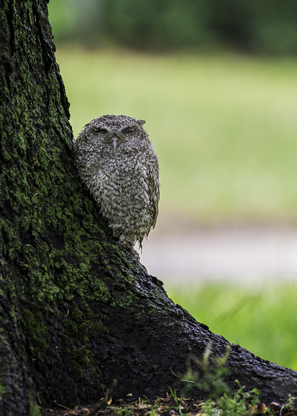 Eastern Screech Owlet Digital Download
