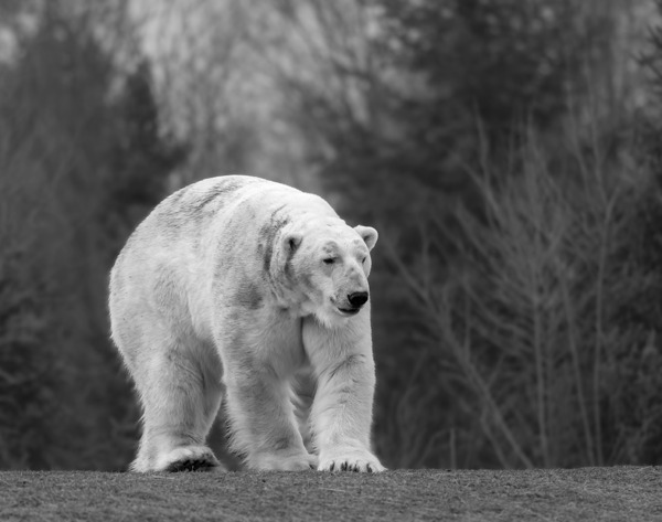 Polar Bear  Digital Download