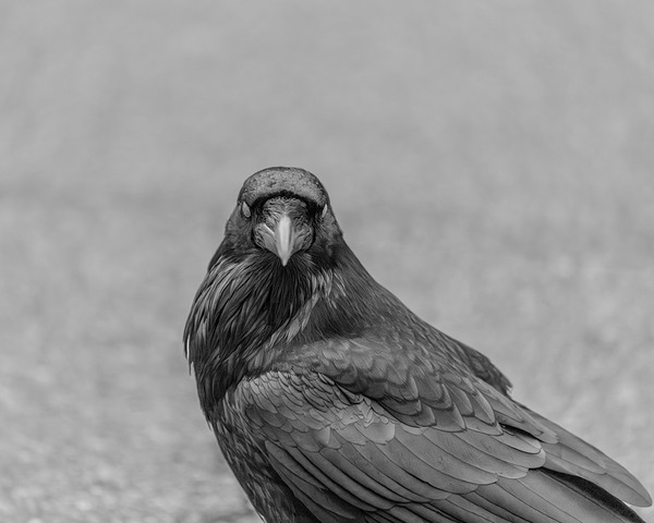 Raven Eyes Digital Download