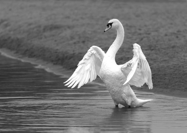 Swan in full glory Digital Download