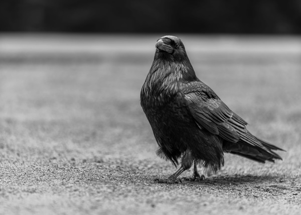 Three Eyed Raven Digital Download