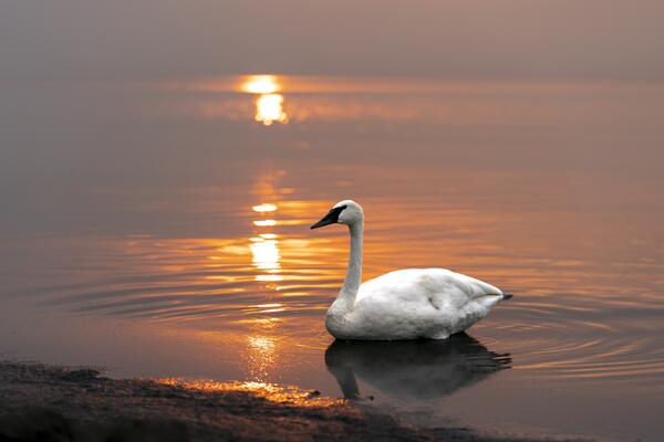 Swan on Lake Digital Download