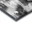 Nilgai Acrylic print