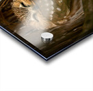 Saw Whet Owl Acrylic print