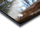 Red Tail Deer Acrylic print