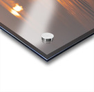 Swan on Lake Acrylic print