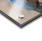 Snapping Turtle Acrylic print