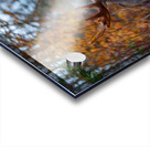 Bull Moose in Fall Colors Acrylic print