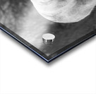 Polar Bear  Acrylic print