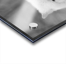 Arctic Wolf Acrylic print