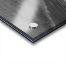 Swan in full glory Acrylic print