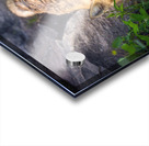 Vigilant gaze of a fox Acrylic print