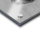 Raven Eyes Acrylic print