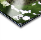 Winking Owl Acrylic print