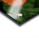 Dahlia Delight Acrylic print