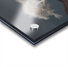 Lone Tree Acrylic print