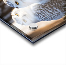 Snowy Owls Impression Acrylique