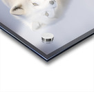 Arctic Fox Acrylic print