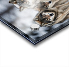 Wolf Pack Acrylic print