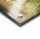 Fox portrait in morning light Acrylic print