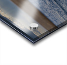 Swan on Lake Ontario Acrylic print