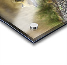 Opportunistic Fox Acrylic print