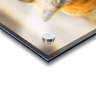 Foxing Around Acrylic print