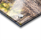 Lioness watching her pride. Acrylic print