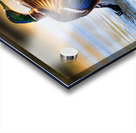 A Mallard’s Ballet. Acrylic print