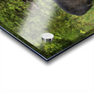 Bull Moose in Algonquin Park. Acrylic print