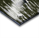 Common Loon in Water. Impression Acrylique