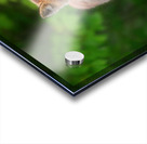 Portrait of a Fox Acrylic print