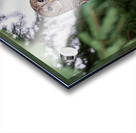 Barred Owl Acrylic print