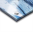 Swan in Winter Acrylic print