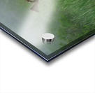 Bull Moose on a Foggy Morning Acrylic print