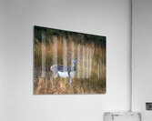 Blackbuck  Acrylic Print