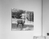 Nilgai Acrylic Print