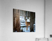 Red Tail Deer Acrylic Print