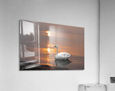 Swan on Lake Acrylic Print